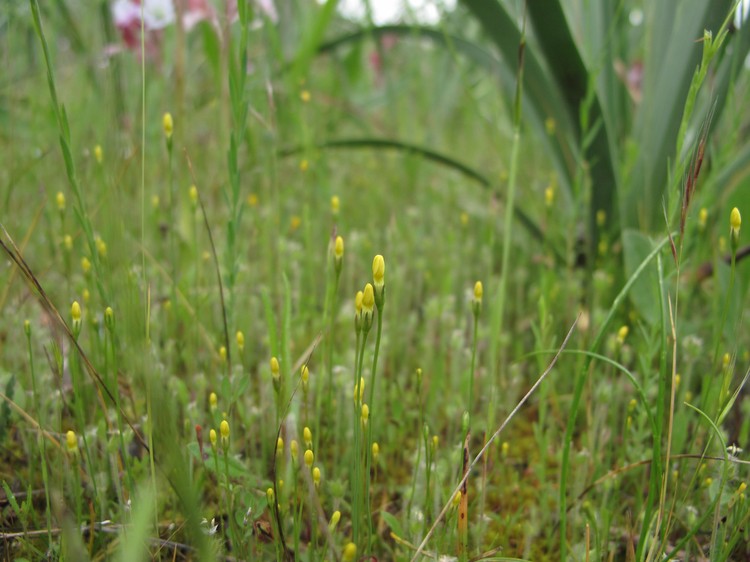 Cicendia filiformis